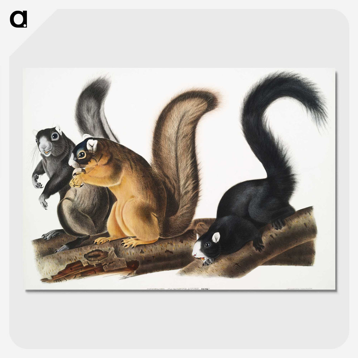 1-42_The-Viviparous-Quadrupeds_picture-crop