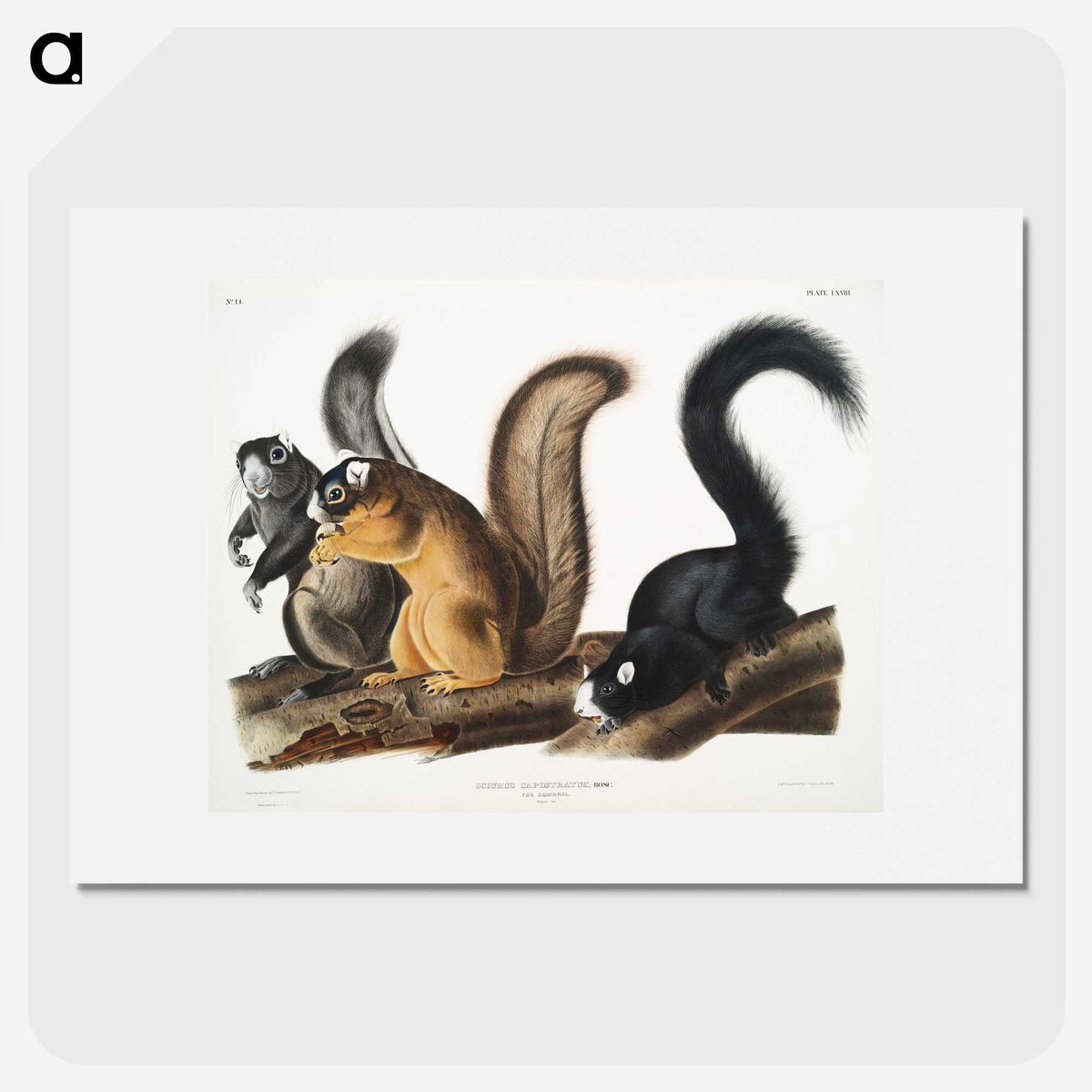 1-42_The-Viviparous-Quadrupeds_picture