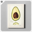 1-42_USDA-Watercolor-Fruit-Painting-Collection_canvas
