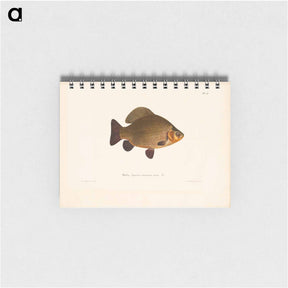 アートメモ帳-Crucian carp - ヴィルヘルム フォン ライト Memo.