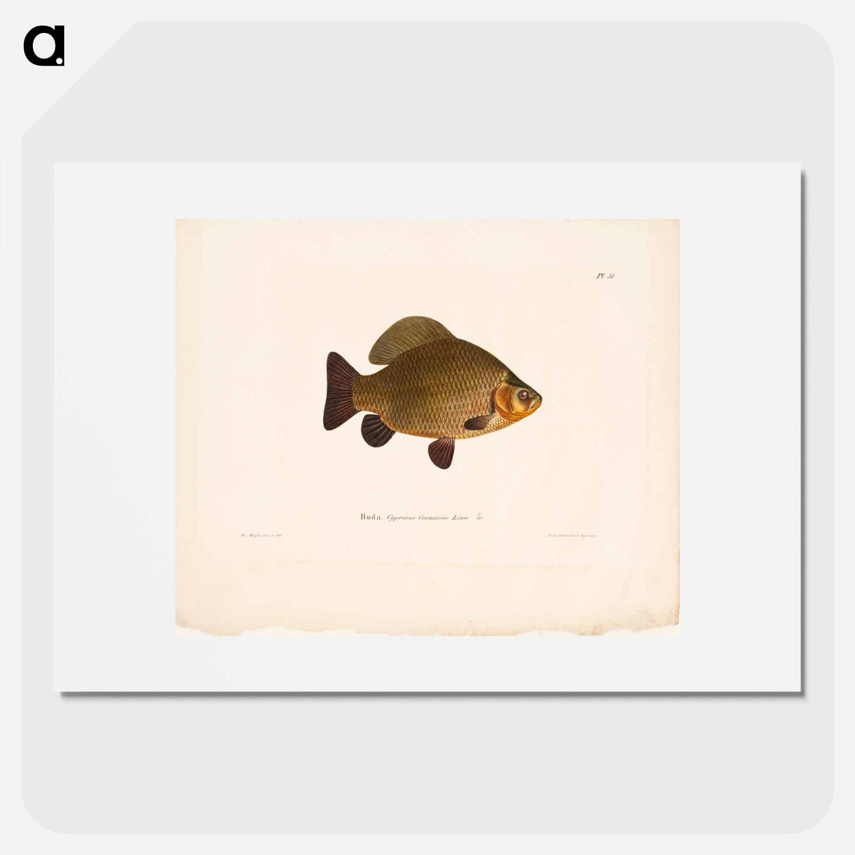 Crucian carp - ヴィルヘルム フォン ライト Poster.