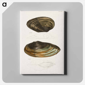 アートパネル-Anodon plana.  Anodon excurvata. - ニューヨークの動物学 Canvas.