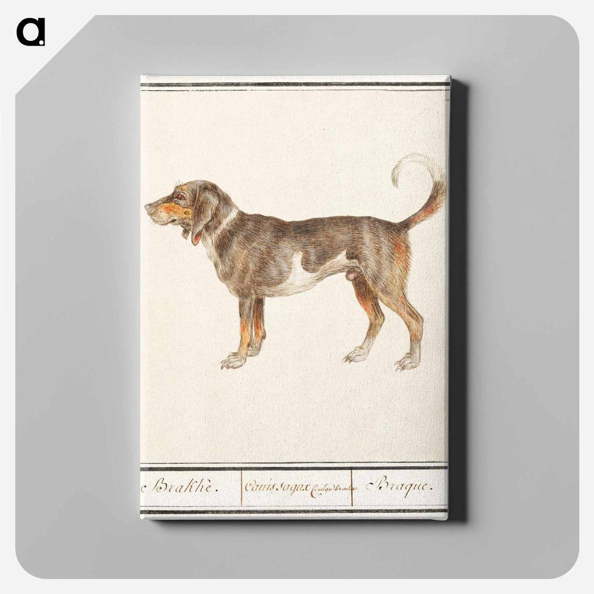 Beagle or Braque - アンセルムス ボエティウス デ ブート Canvas.