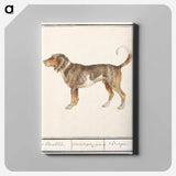 Beagle or Braque - アンセルムス ボエティウス デ ブート Canvas.