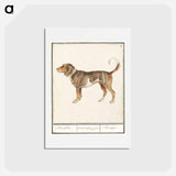 アートポストカード-Beagle or Braque - アンセルムス ボエティウス デ ブート Postcard.