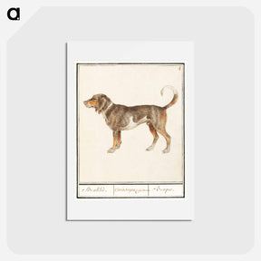 アートポストカード-Beagle or Braque - アンセルムス ボエティウス デ ブート Postcard.