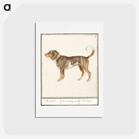 アートポストカード-Beagle or Braque - アンセルムス ボエティウス デ ブート Postcard.