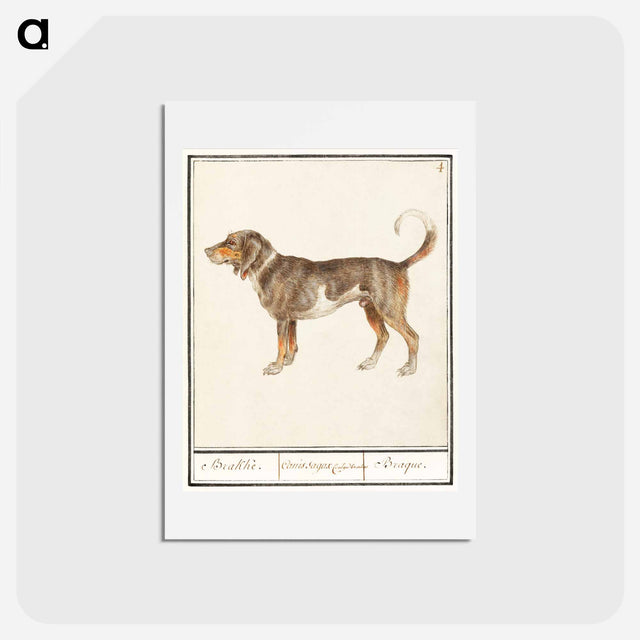 アートポストカード-Beagle or Braque - アンセルムス ボエティウス デ ブート Postcard.