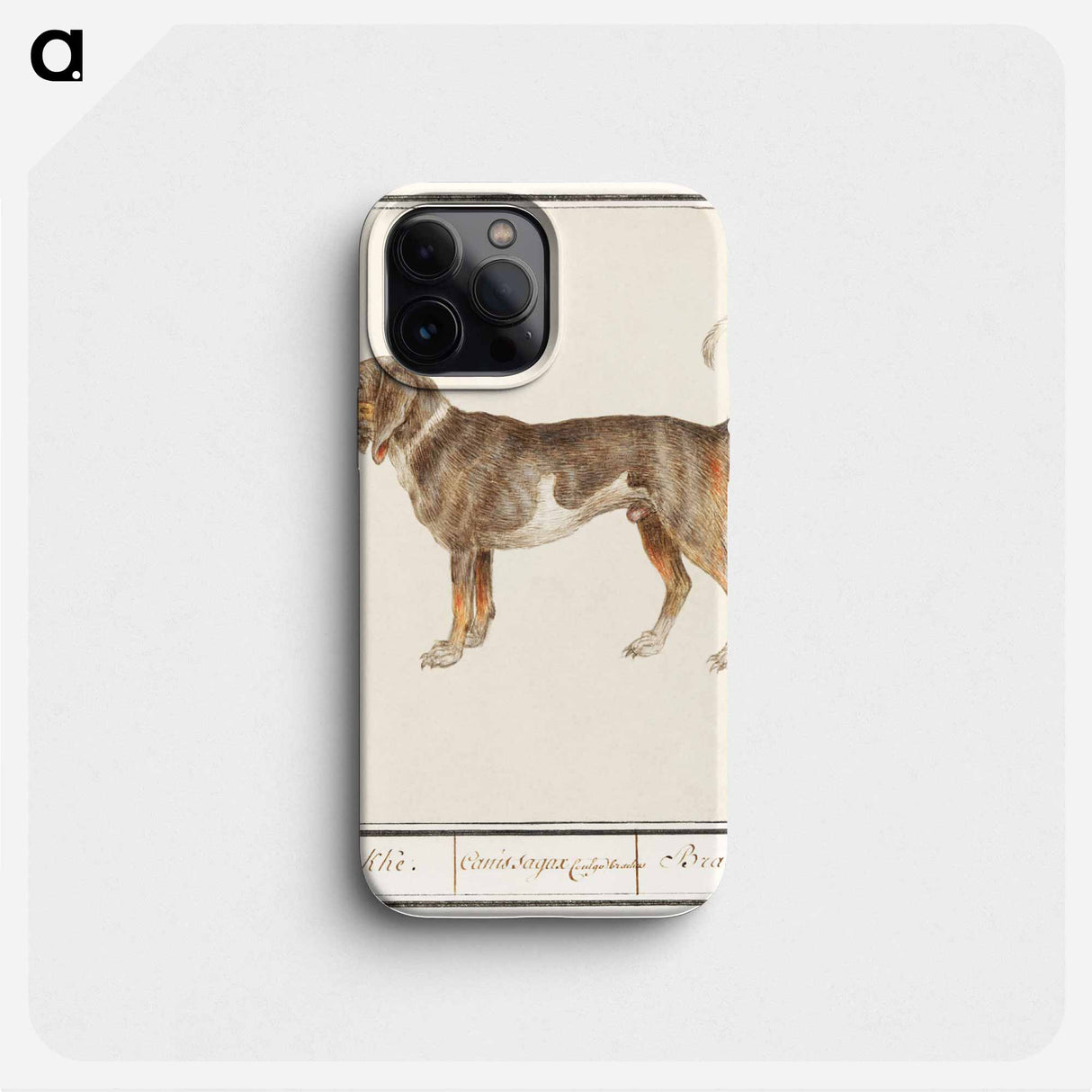 Beagle or Braque - アンセルムス ボエティウス デ ブート Phone Case.