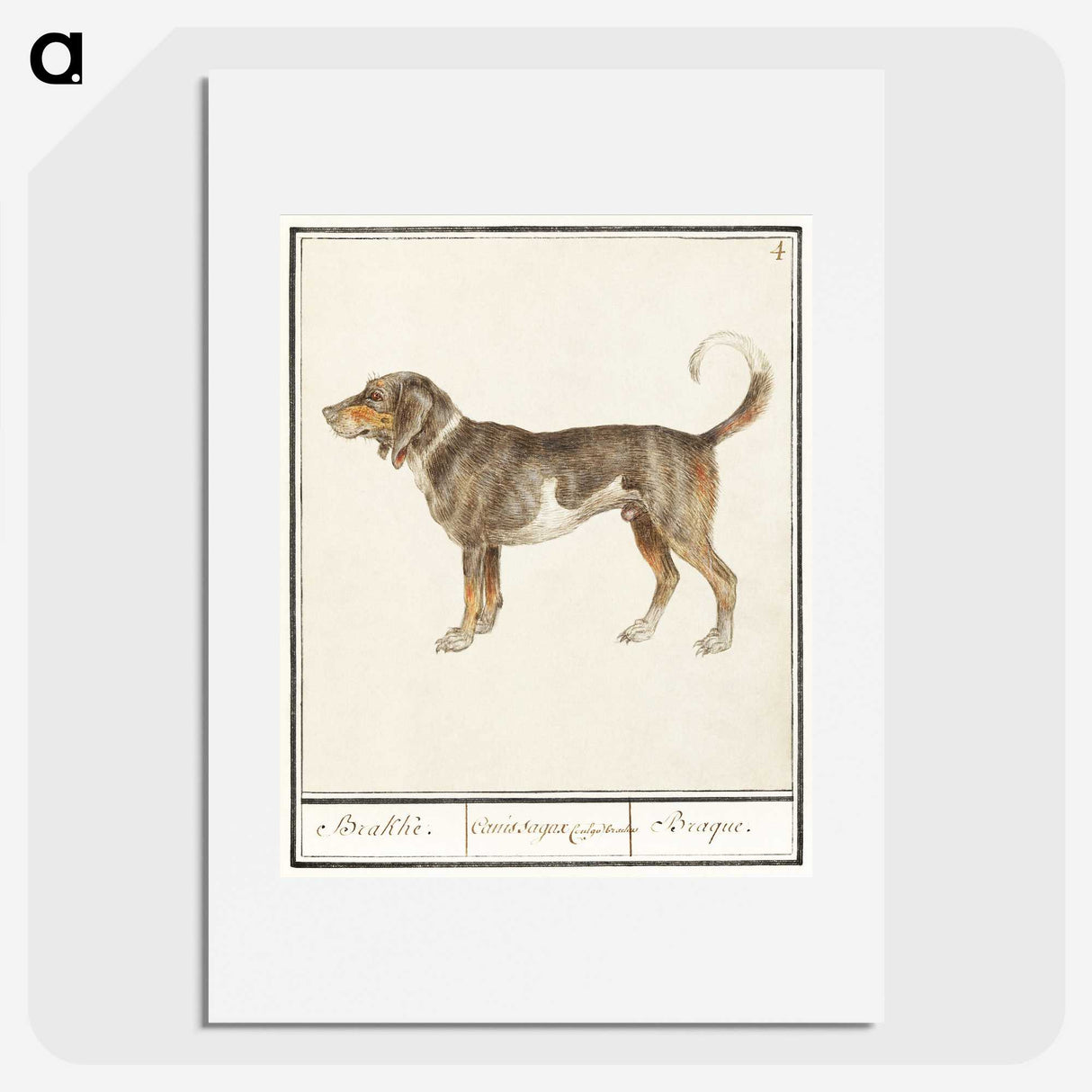 1-43_Anselmus-Boetius-de-Boodt_picture