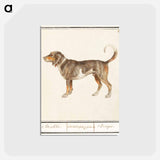 アートポストカード-Beagle or Braque - アンセルムス ボエティウス デ ブート Postcard.
