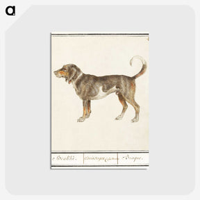 1-43_Anselmus-Boetius-de-Boodt_postcard