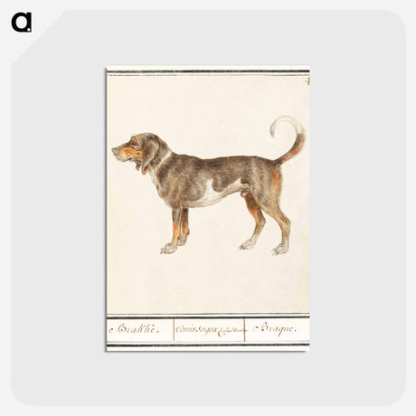 アートポストカード-Beagle or Braque - アンセルムス ボエティウス デ ブート Postcard.