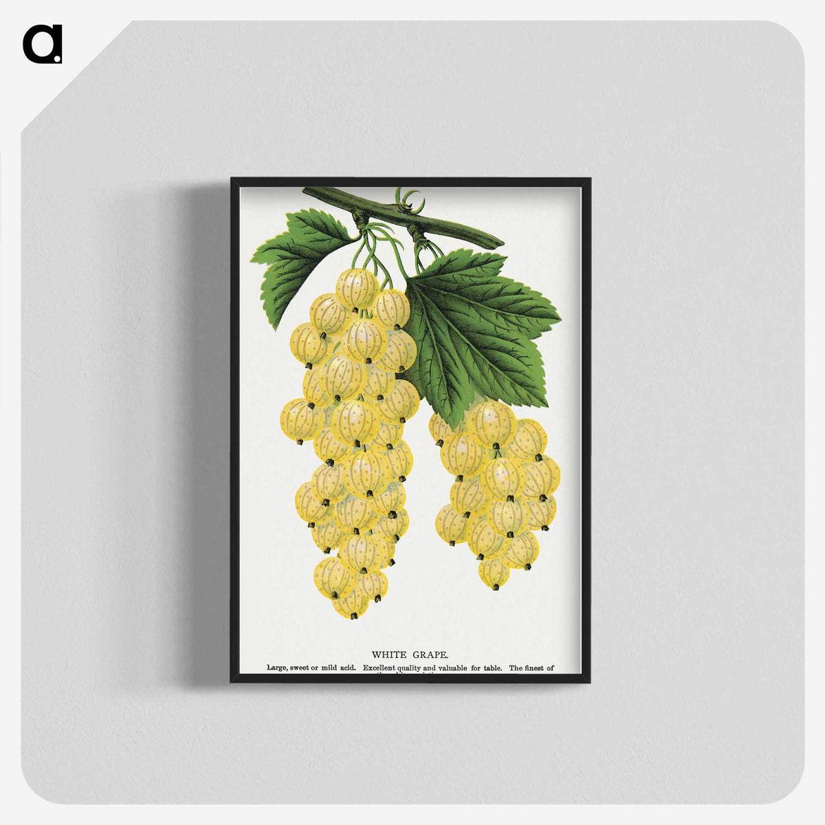 1-43_Botanical-Specimen-Plates_blk-crop
