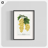 1-43_Botanical-Specimen-Plates_blk