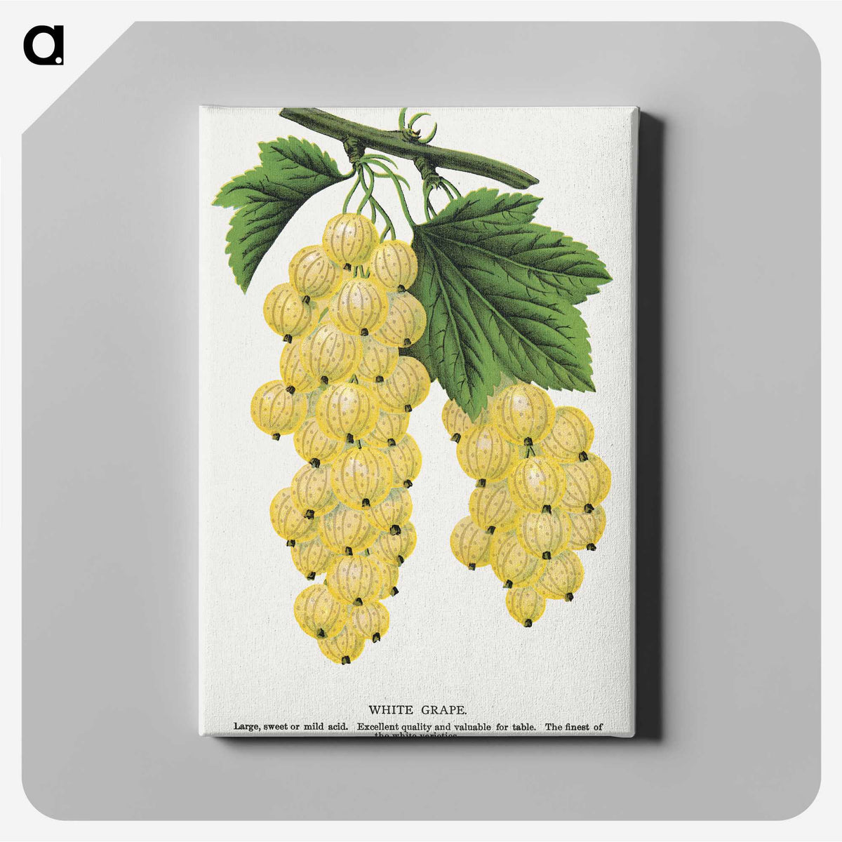 1-43_Botanical-Specimen-Plates_canvas