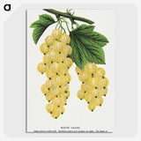 1-43_Botanical-Specimen-Plates_picture-crop