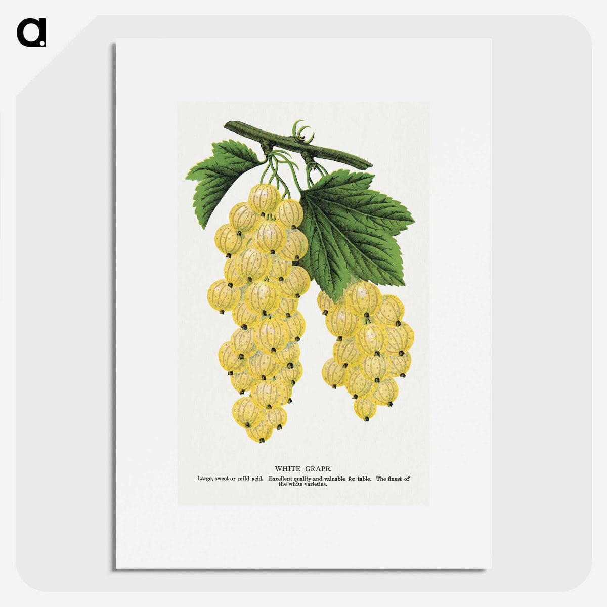 1-43_Botanical-Specimen-Plates_picture