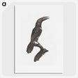 1-43_Des-Oiseaux-de-Paradis_picture