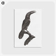 1-43_Des-Oiseaux-de-Paradis_postcard
