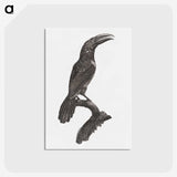 1-43_Des-Oiseaux-de-Paradis_postcard