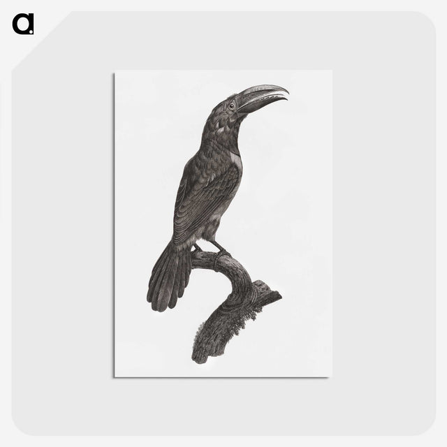 1-43_Des-Oiseaux-de-Paradis_postcard