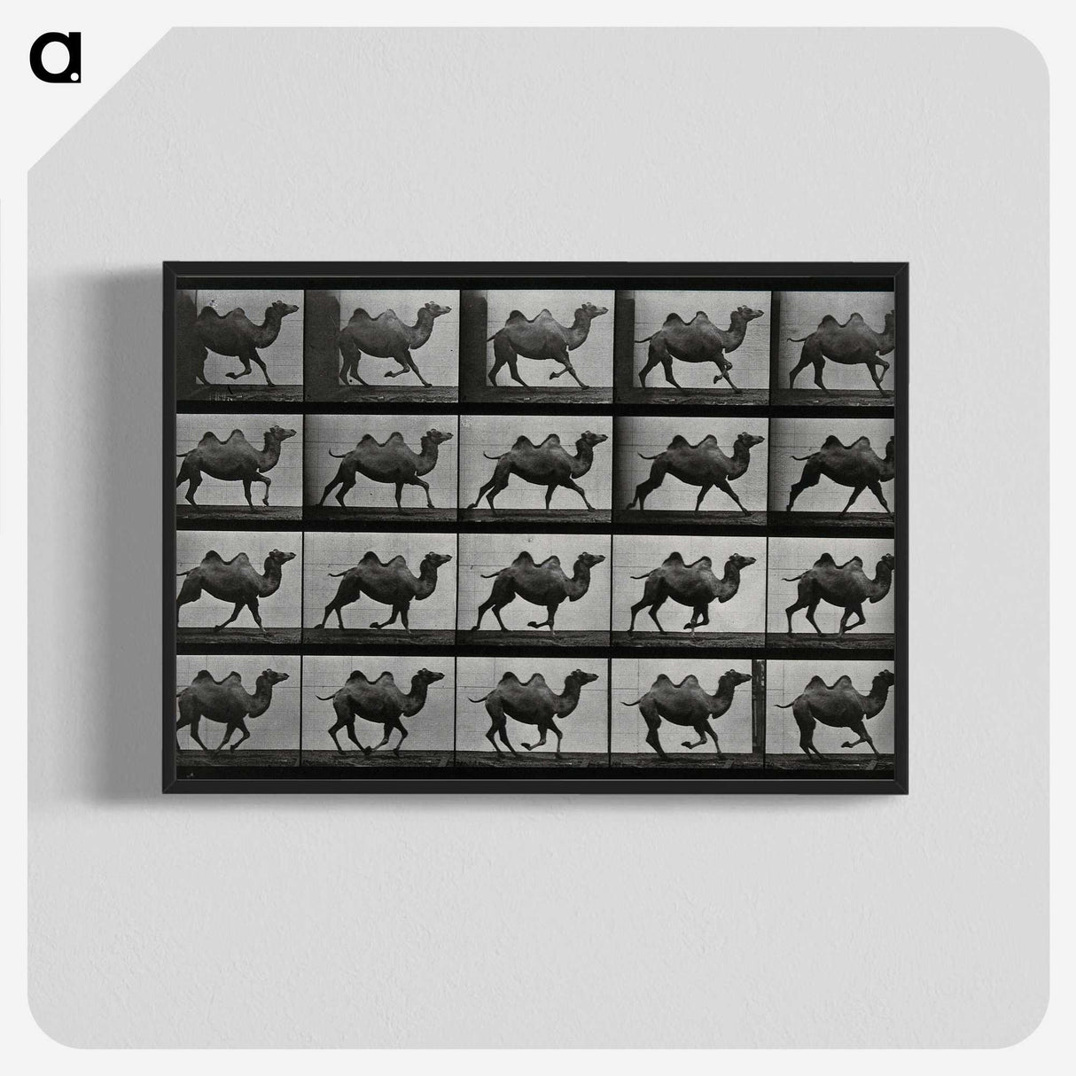 1-43_Eadweard-Muybridge_blk-crop