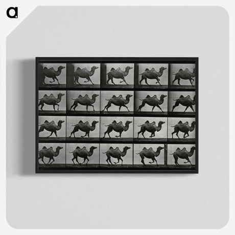 1-43_Eadweard-Muybridge_blk-crop