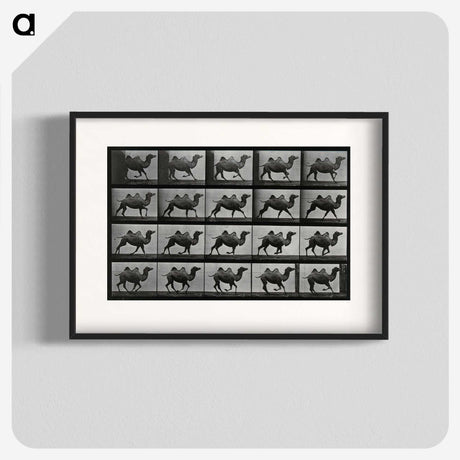 1-43_Eadweard-Muybridge_blk