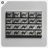 1-43_Eadweard-Muybridge_canvas