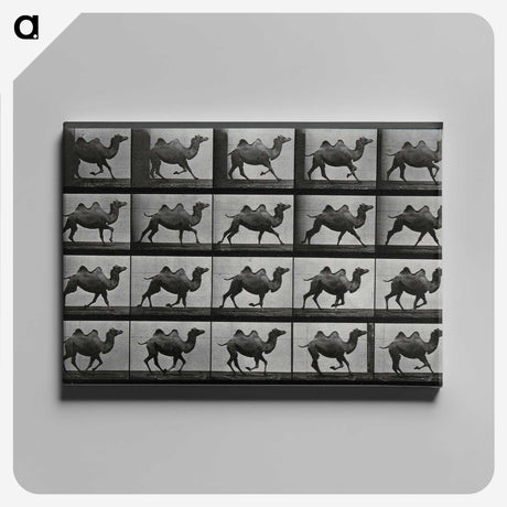 1-43_Eadweard-Muybridge_canvas