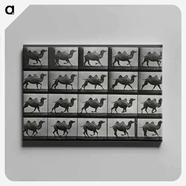 1-43_Eadweard-Muybridge_canvas
