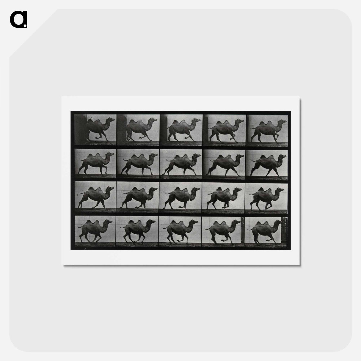 アートポストカード-Running Double Humpback Camel
 - エドワード マイブリッジ Postcard.