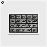 アートポストカード-Running Double Humpback Camel
 - エドワード マイブリッジ Postcard.