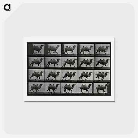 アートポストカード-Running Double Humpback Camel
 - エドワード マイブリッジ Postcard.