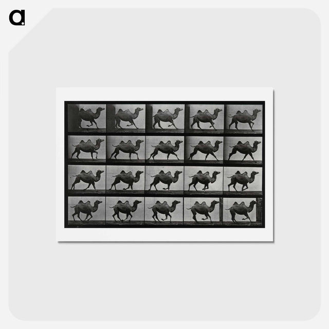 アートポストカード-Running Double Humpback Camel
 - エドワード マイブリッジ Postcard.