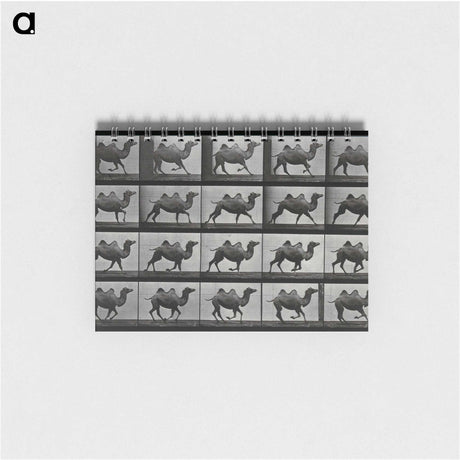 1-43_Eadweard-Muybridge_memo