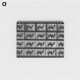 アートメモ帳-Running Double Humpback Camel
 - エドワード マイブリッジ Memo.