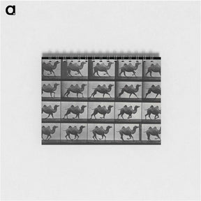 アートメモ帳-Running Double Humpback Camel
 - エドワード マイブリッジ Memo.