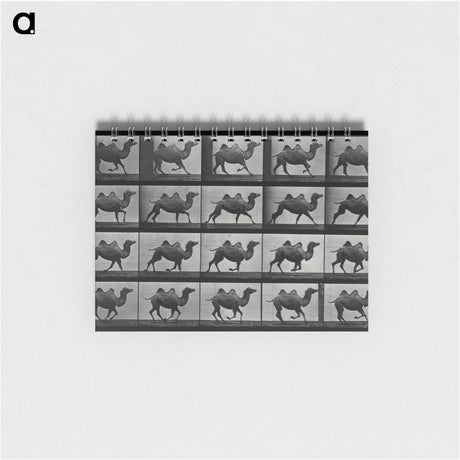 アートメモ帳-Running Double Humpback Camel
 - エドワード マイブリッジ Memo.