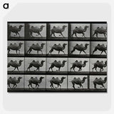 1-43_Eadweard-Muybridge_picture-crop