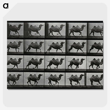 1-43_Eadweard-Muybridge_picture-crop