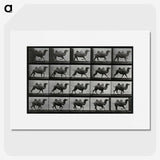 1-43_Eadweard-Muybridge_picture