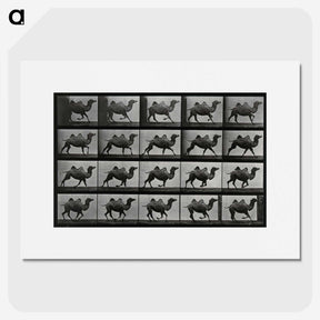 1-43_Eadweard-Muybridge_picture