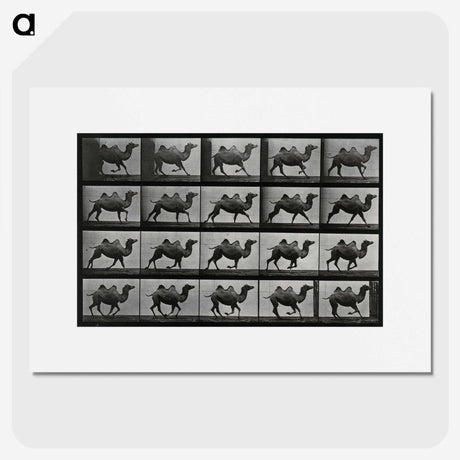 1-43_Eadweard-Muybridge_picture