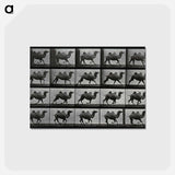 アートポストカード-Running Double Humpback Camel
 - エドワード マイブリッジ Postcard.