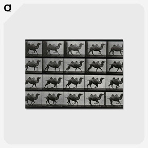 1-43_Eadweard-Muybridge_postcard