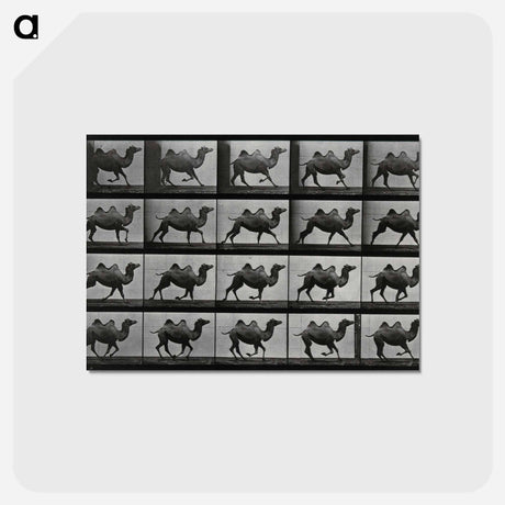 アートポストカード-Running Double Humpback Camel
 - エドワード マイブリッジ Postcard.
