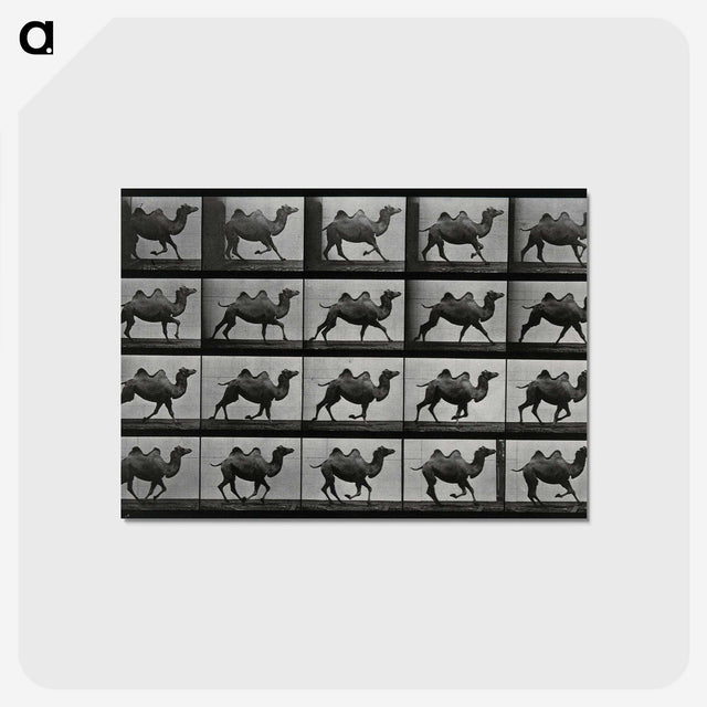 1-43_Eadweard-Muybridge_postcard