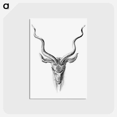 アートポストカード-Vintage antelope wildlife illustration - エルンスト ヘッケル Postcard.